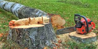Best Tree Risk Assessment  in Byram, MS