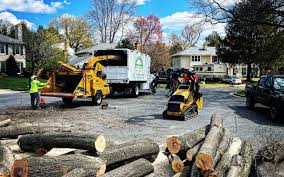 Best Tree Removal  in Byram, MS