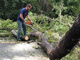 Best Tree Trimming and Pruning  in Byram, MS