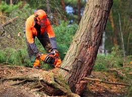 Best Lawn Pest Prevention  in Byram, MS