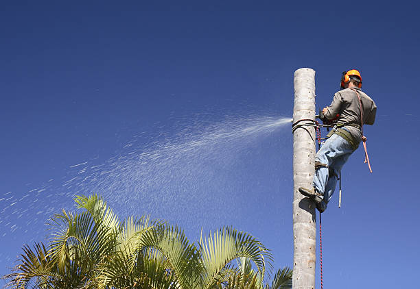 Best Tree Cabling and Bracing  in Byram, MS