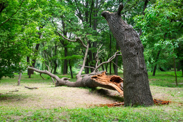 Best Tree Trimming and Pruning  in Byram, MS