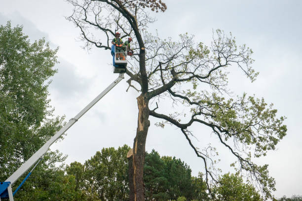 How Our Tree Care Process Works  in  Byram, MS