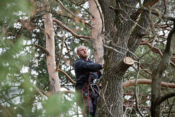 Best Storm Damage Tree Cleanup  in Byram, MS