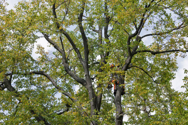 Best Tree Maintenance Programs  in Byram, MS